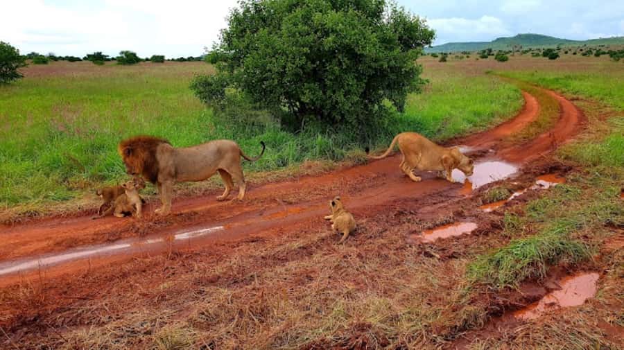 Mombasa: 2-Day Safari to Taita Hills Game Sanctuary - Lunch and a break at Taita Hills Lodge