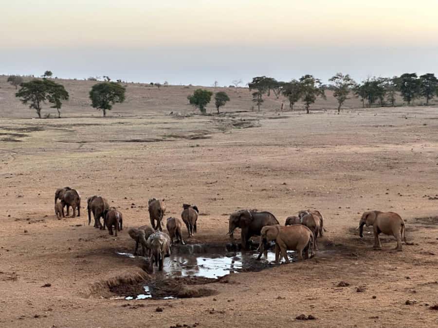 Mombasa: 2-Day Safari to Taita Hills Game Sanctuary - Early morning wildlife viewing on day two