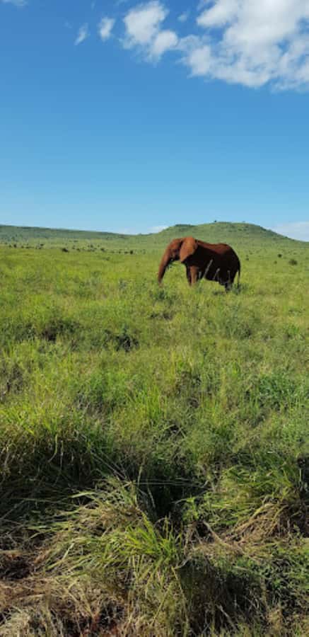 Mombasa: 2-Day Safari to Taita Hills Game Sanctuary - What the $590 price really covers