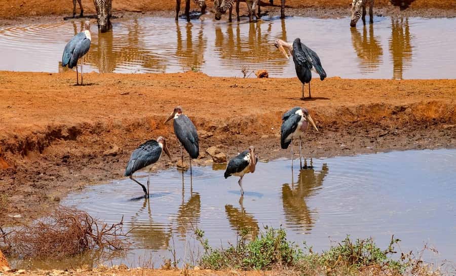 Mombasa: 3-Days 2-Nights Tsavo East and West Private Safari. - Day two: crossing from Tsavo West to Tsavo East