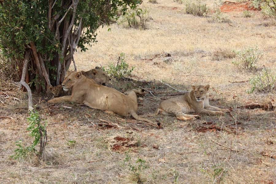 Mombasa: 3-Days 2-Nights Tsavo East and West Private Safari. - Day three: one final drive, then back to the coast