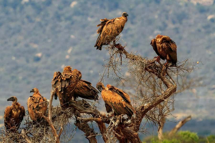 Mombasa: 3-Days 2-Nights Tsavo East and West Private Safari. - The private vehicle and guide make a real difference