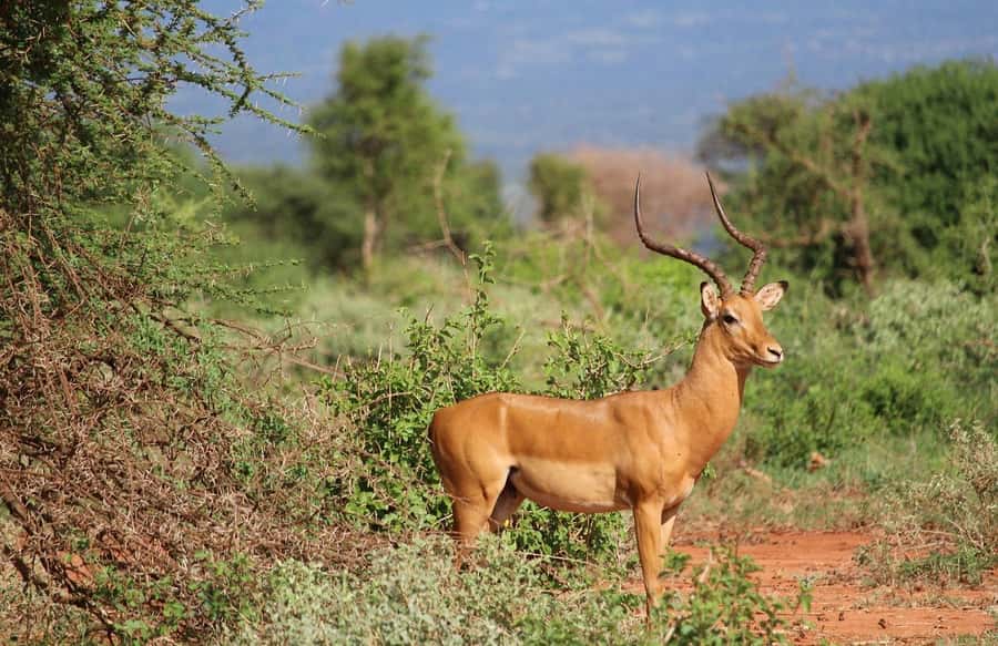 Mombasa: 3-Days 2-Nights Tsavo East and West Private Safari. - Food, lodges, and daily comfort