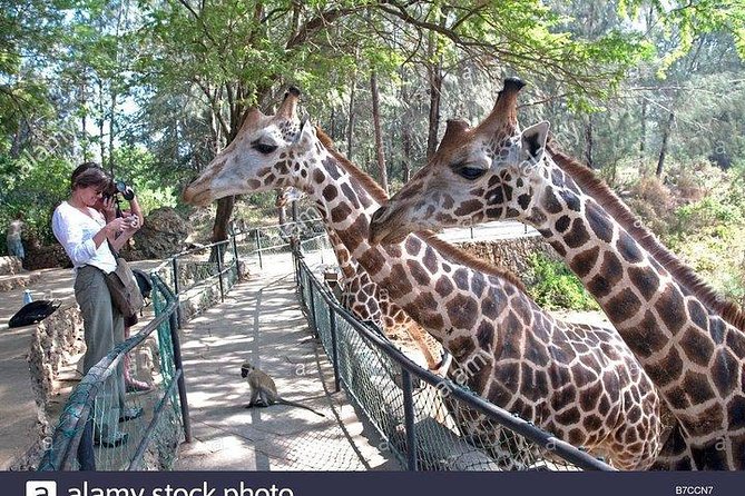 Mombasa city tour, Fort Jesus and Haller Park - Lunch and local food: plan to pay separately