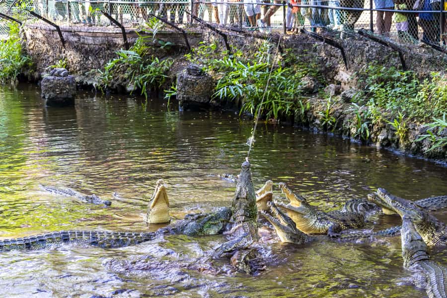 Mombasa City Tour: Fort Jesus Museum, Old Town & Haller Park - Key points at a glance