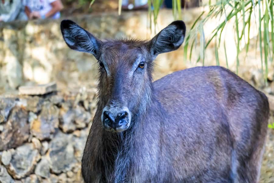 Mombasa City Tour: Fort Jesus Museum, Old Town & Haller Park - Is $170 per person good value?