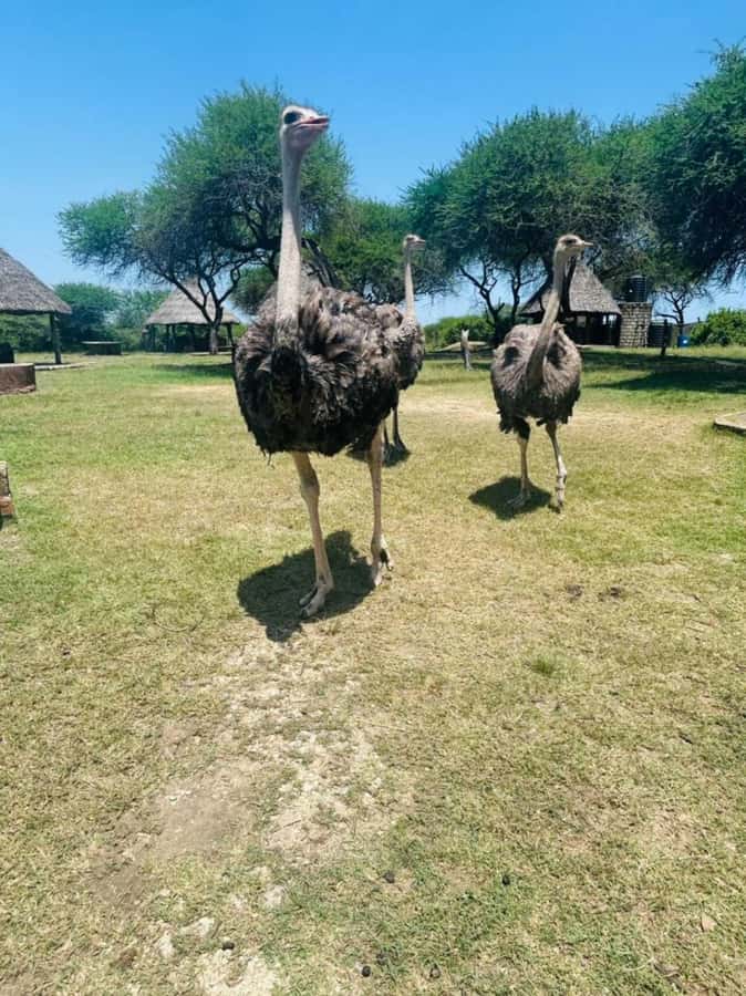 Mombasa Cultural & Wildlife Experience - Why this half-day outing works
