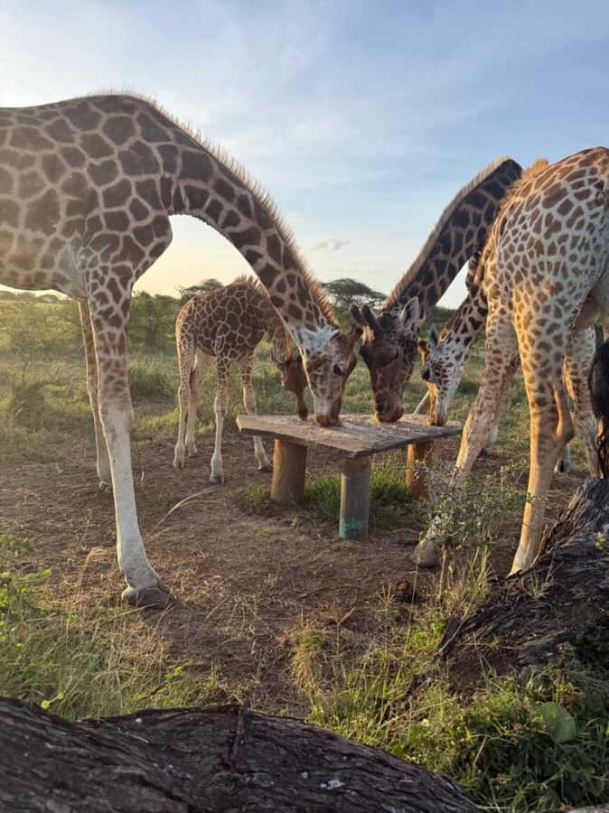 Mombasa Cultural & Wildlife Experience - Meeting the Mijikenda community in Mtwapa