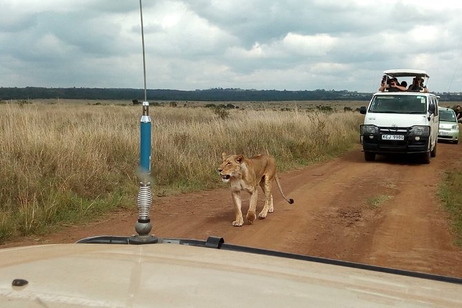 Mombasa & Diani: Group Day Trips to Tsavo Park - Key points to know before booking