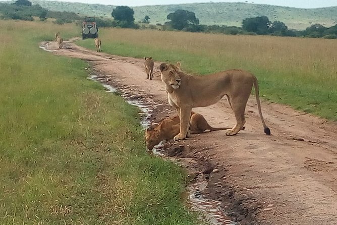 Mombasa & Diani: Group Day Trips to Tsavo Park - Later game drives and the return to the coast