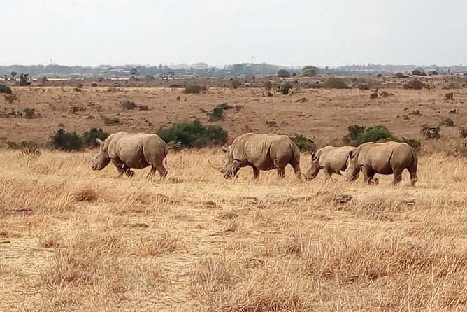 Mombasa & Diani: Group Day Trips to Tsavo Park - What the $205 price covers