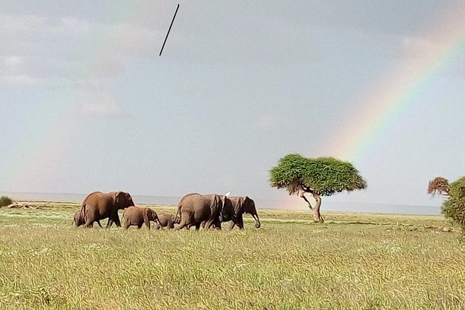 Mombasa & Diani: Group Day Trips to Tsavo Park - How to prepare for the long day