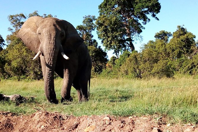 Mombasa & Diani: Group Day Trips to Tsavo Park - Who should book this Tsavo East day trip