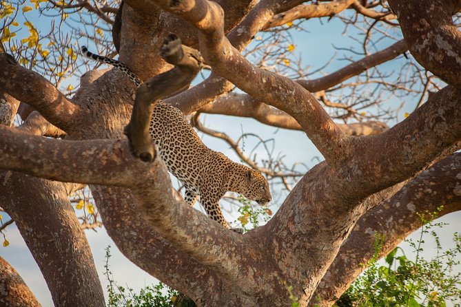 Mombasa & Diani: Group Day Trips to Tsavo Park - Entering Tsavo East through the main gate