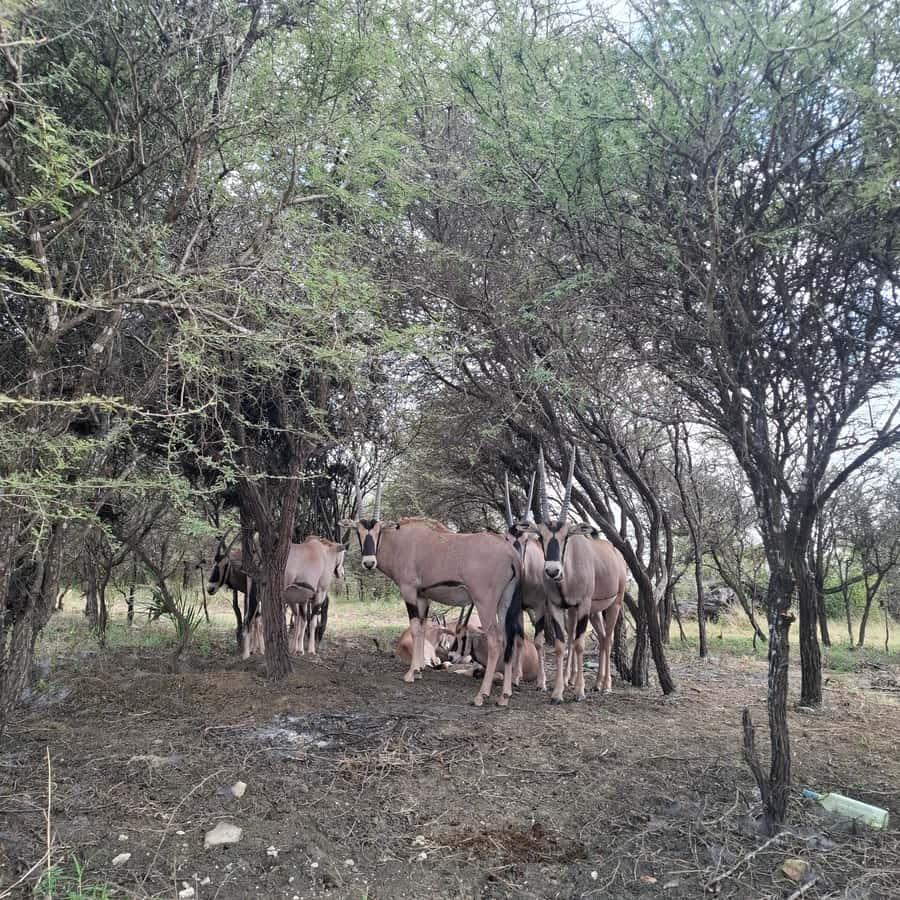 MOMBASA:FortJesus,OldCity,GiraffeOstrich,Oryx,Eland,WildTour - Food, walking, and what to bring