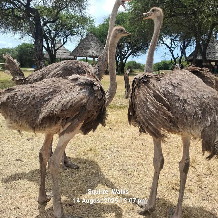 MOMBASA:FortJesus,OldCity,GiraffeOstrich,Oryx,Eland,WildTour - Fort Jesus and the struggle for Mombasa