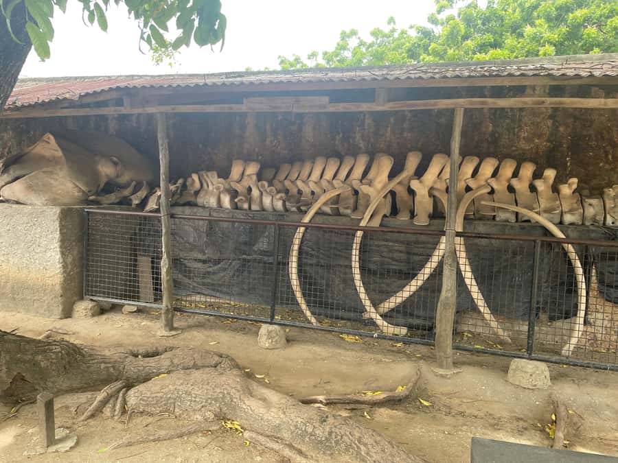 Mombasa Full Day City tour & Haller Park - Key points to know before booking