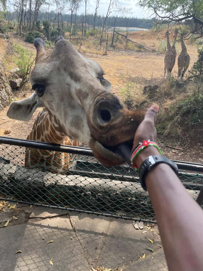 Mombasa Full Day City tour & Haller Park - What the $60 price really covers