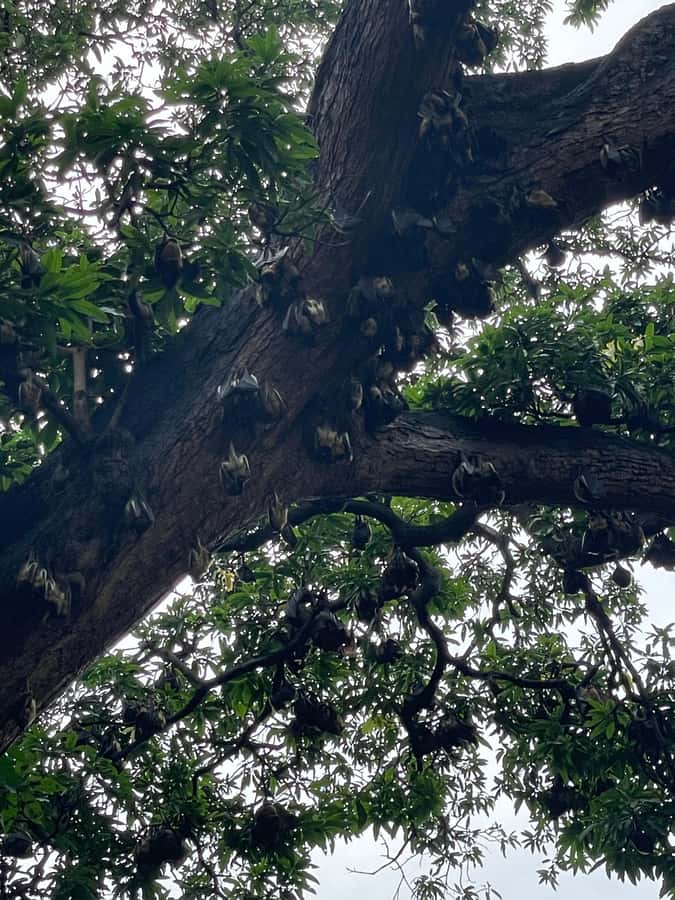 Mombasa Full Day City tour & Nguuni Nature Sanctuary - Nguuni Nature Sanctuary and the animal walk