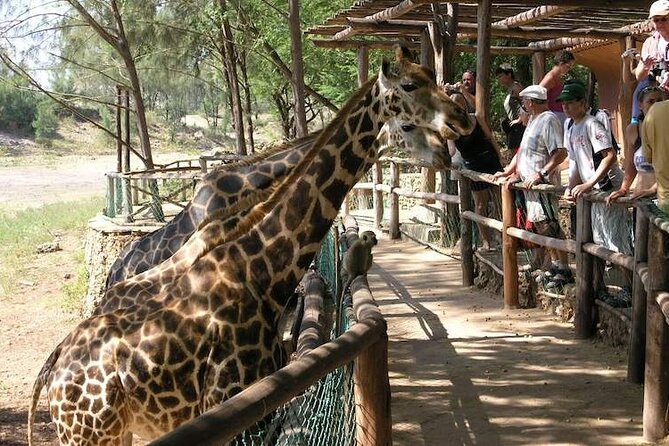 Mombasa Getaway with Haller Park Tours - A guide who adjusts the day to your needs