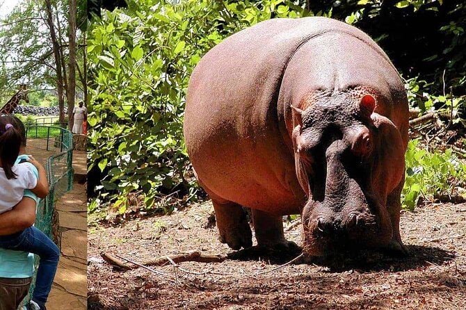 Mombasa Getaway with Haller Park Tours - What the $120 price really covers