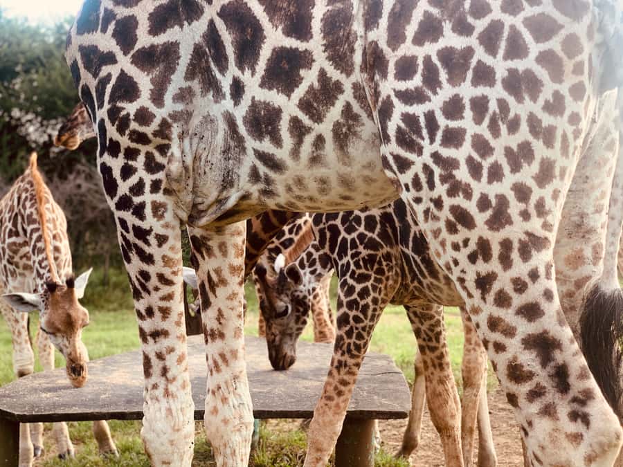 Mombasa: Guided Nature Walk Amongst Giraffes - Key points before you book