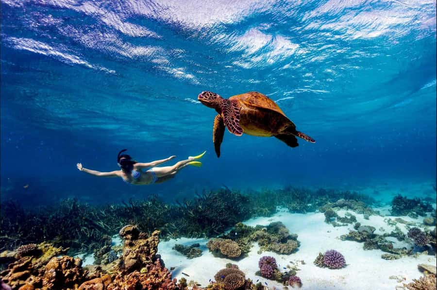 Mombasa: Kisite Park Private Cruise with Breakfast and Lunch - Key points before you book