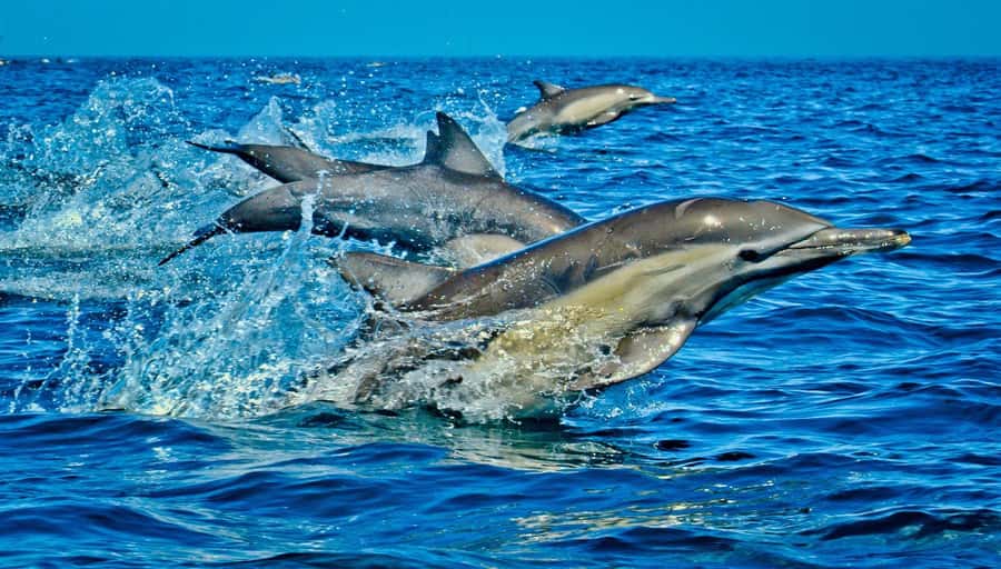 Mombasa: Kisite Park Private Cruise with Breakfast and Lunch - The long road to Kenya’s southern coast