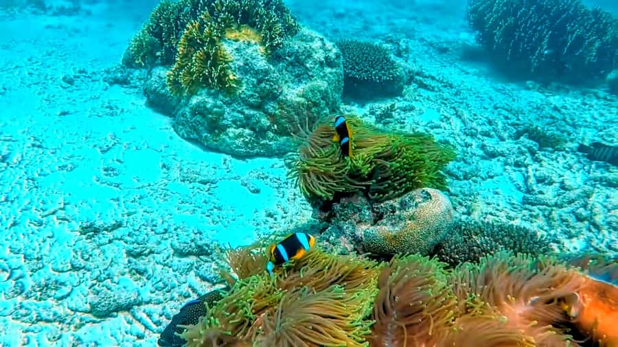 Mombasa: Kisite Park Private Cruise with Breakfast and Lunch - The Kisite sandbank and a necessary dose of sun