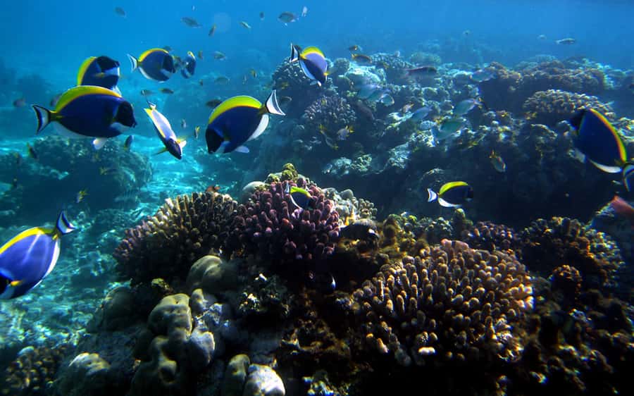 Mombasa: Kisite Park Private Cruise with Breakfast and Lunch - Wasini Island lunch, mangroves, and village life
