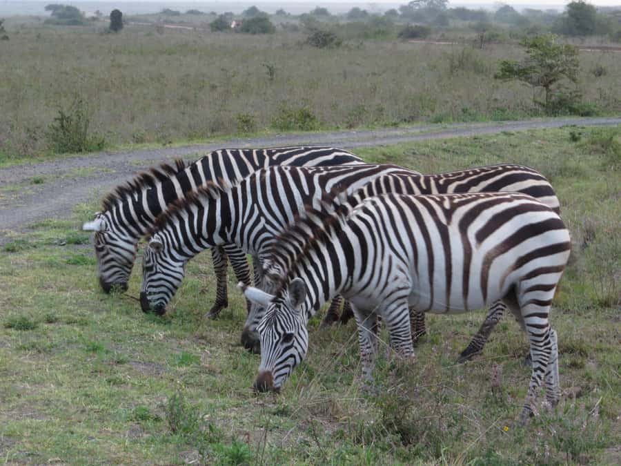 Mombasa: Tsavo East National Park Day Trip with Lunch - Key points to know before booking