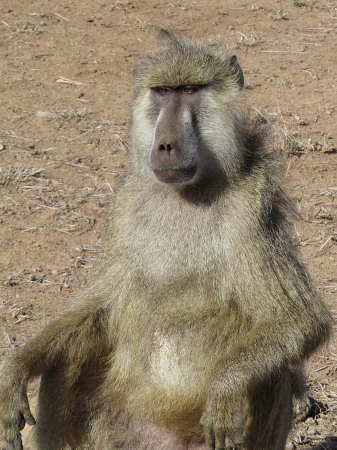 Mombasa: Tsavo East National Park Day Trip with Lunch - From Mombasa or Diani Beach to Tsavo East