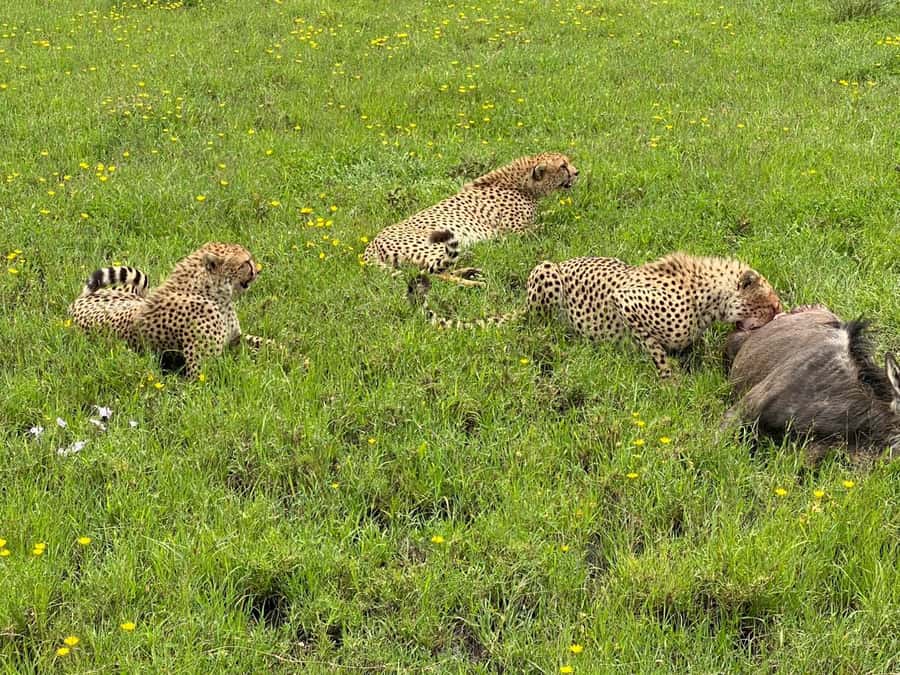 Mombasa: Tsavo East National Park Day Trip with Lunch - Yatta Plateau, lava, and the wider Tsavo setting