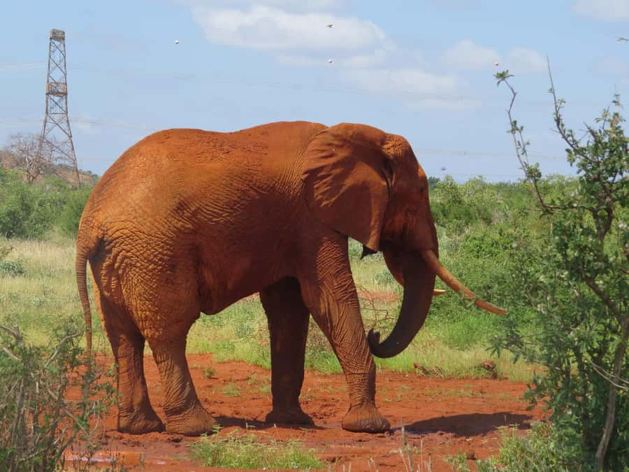 Mombasa: Tsavo East National Park Day Trip with Lunch - Lunch and the break in the middle of the day