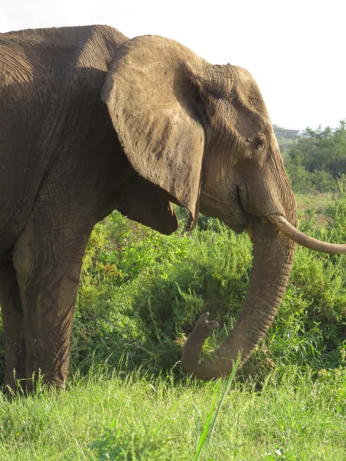 Mombasa: Tsavo East National Park Day Trip with Lunch - Returning to the coast after a short safari