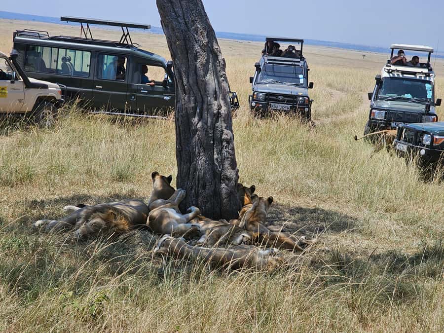 Mombasa: Tsavo East National Park Day Trip with Lunch - Guides Stephen and Francis can shape the day
