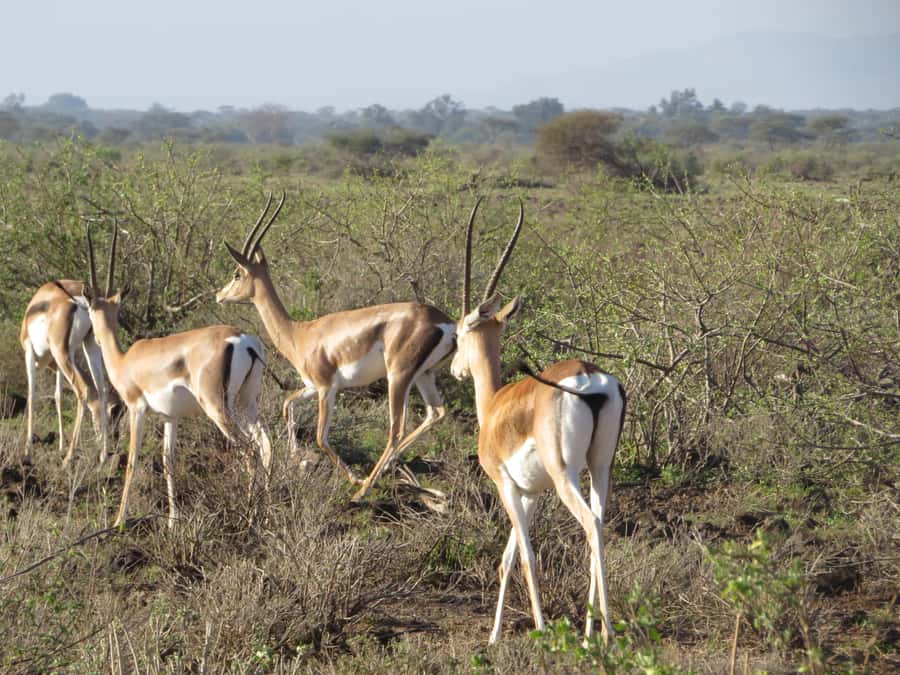 Mombasa: Tsavo East National Park Day Trip with Lunch - What the $153 price really covers