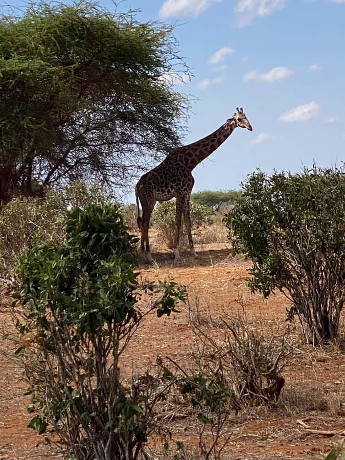 Mombasa: Tsavo East Ngutuni Sanctuary Overnight Safari - Key points to know before booking