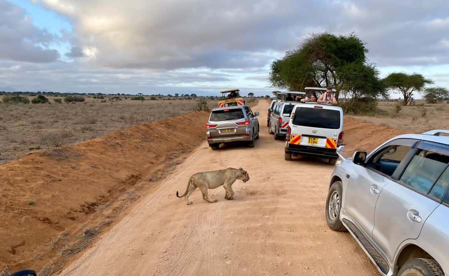 Mombasa: Tsavo East Ngutuni Sanctuary Overnight Safari - Why Ngutuni works for a short coastal safari