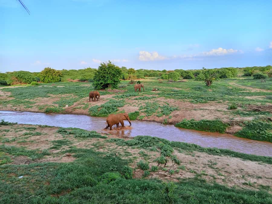 Mombasa: Tsavo East Ngutuni Sanctuary Overnight Safari - First game drive: arriving with time to look around