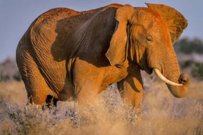 Tsavo East Ngutuni Sanctuary Overnight Safari