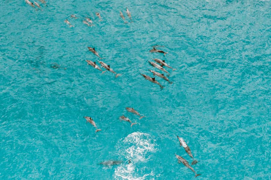 Mombasa: Wasini Dolphin Tour - The return journey to your hotel