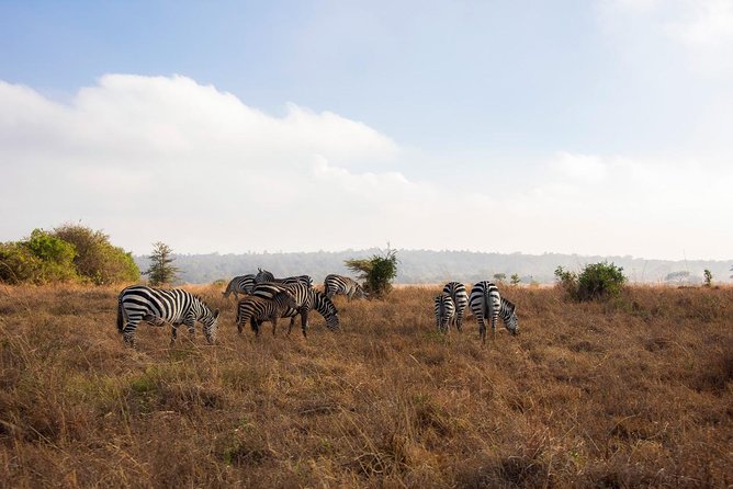 Morning Safari Nairobi Park/elephant Orphanage/giraffe Centre - Why This Nairobi Combination Works