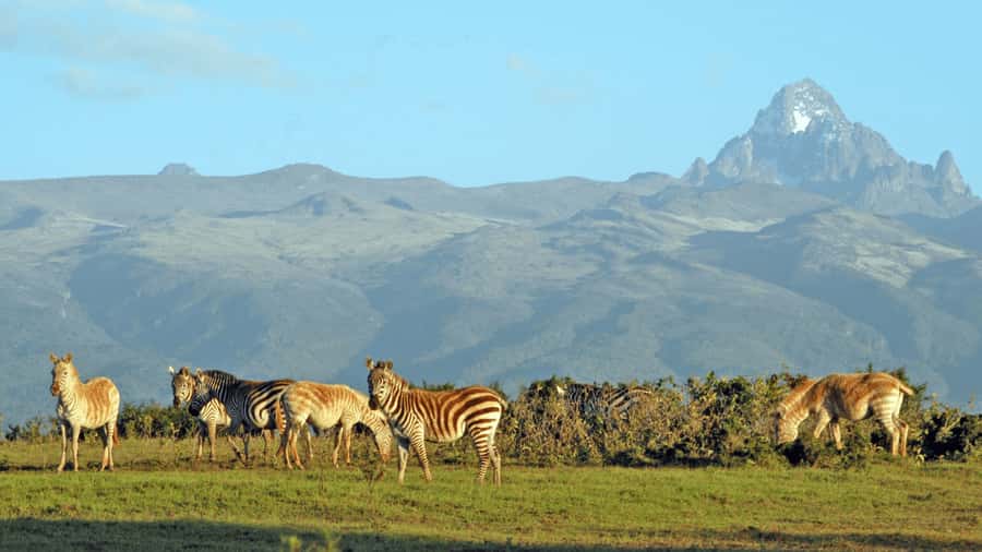 Mt Kenya: Full-day hiking tour from Nairobi - Leaving Nairobi before sunrise