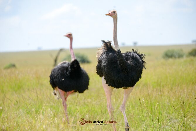 Multi Day Masai Mara Lake Nakuru Park Hellsgate Park Tour - Key points to know before booking
