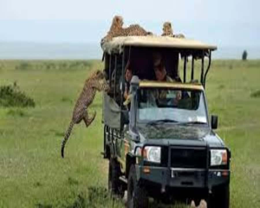 Nairobi: 2-Day Amboseli National Park Safari - Key points to know before booking