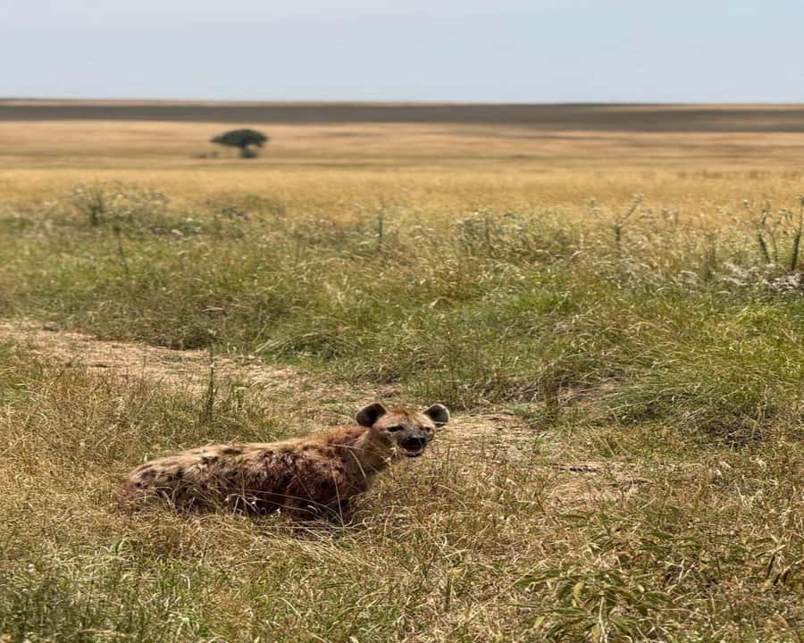 Nairobi: 2-Day Amboseli National Park Safari - Why Amboseli works so well for a short safari