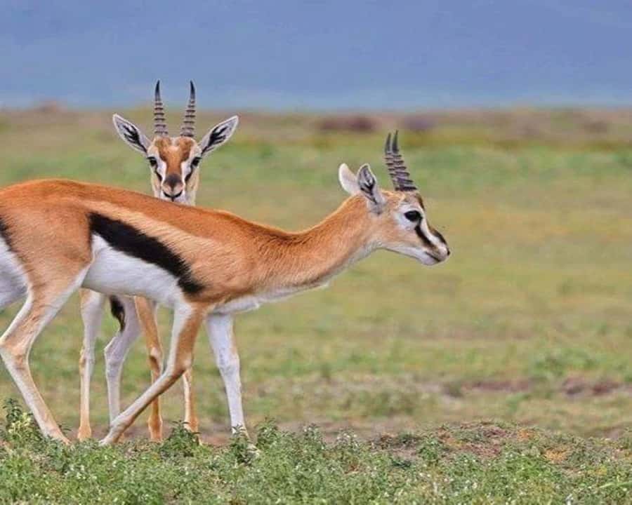 Nairobi: 2-Day Amboseli National Park Safari - Day one: lunch, check-in, and the evening drive
