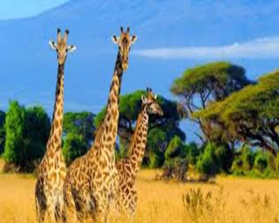 Nairobi: 2-Day Amboseli National Park Safari - What you are most likely to remember
