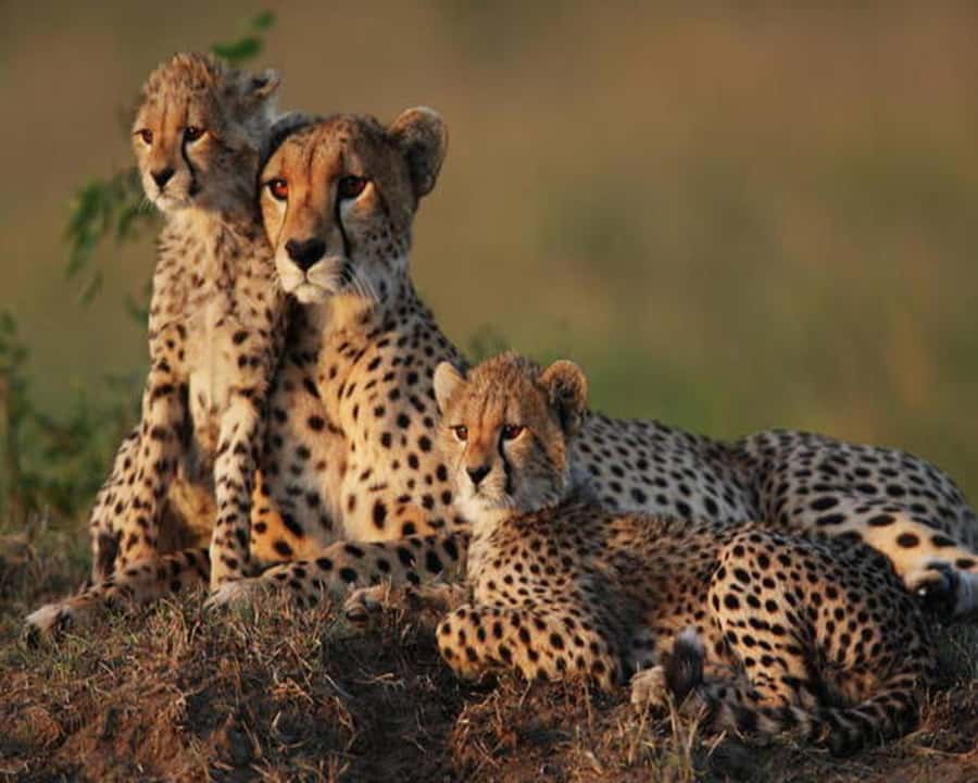 Nairobi: 2-Day Amboseli National Park Safari - Should you book it?